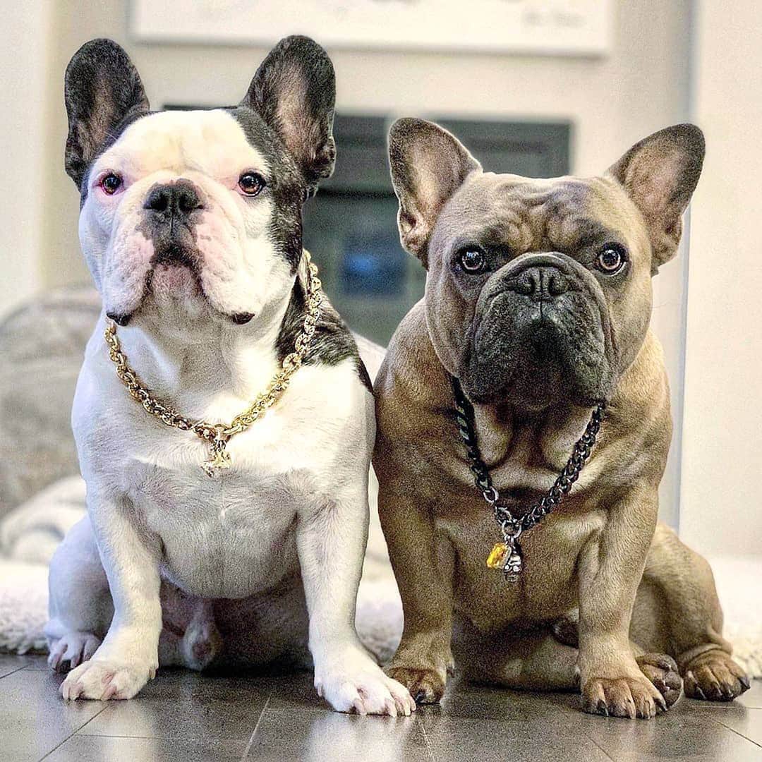 Regeneratti&Oliveira Kennelのインスタグラム：「Fashion killa💥 @frenchbullevard  Left: Capone gold chain w/ Grande Lettre pendant. Right: Salvatore Black chain with topaz gold crystal pendant.  http://frenchbullevard.com Photo: @mr.zeus.almighty 🖤 . . . . .  #frenchiepetsupply #frenchiesofinsta #pugsofinsta #frenchbulldog #frenchiesofinstagram #pug #frenchies #reversibleharness #frenchiehoodie #thedodo #frenchieharness #dogclothes #dogharness #frenchiegram #dogsbeingbasic #frenchieoftheday #instafrenchie #bulldogs #dogstagram #frenchievideo #cutepetclub #bestwoof #frenchies1 #ruffpost #bostonterrier #bostonsofig #animalonearth #dog #frenchbullevard」