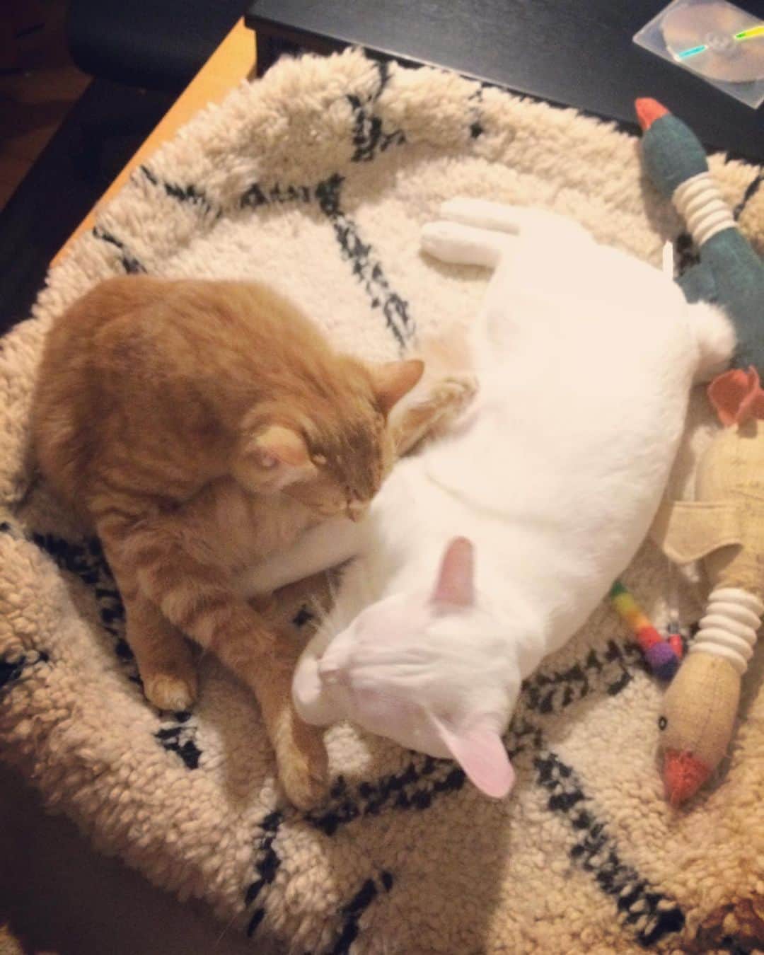 岡田屋鉄蔵のインスタグラム：「ハムさん、おっさん座りにも程がある」