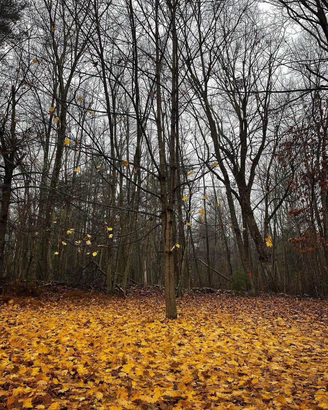 アマンダ・サイフリッドさんのインスタグラム写真 - (アマンダ・サイフリッドInstagram)「“When the leaves have fallen from the last live tree Will you still be calling with a song for me When the rocks are empty of the gold we seek Will you give me reason reason to move my feet” - @willymason」11月14日 3時53分 - mingey