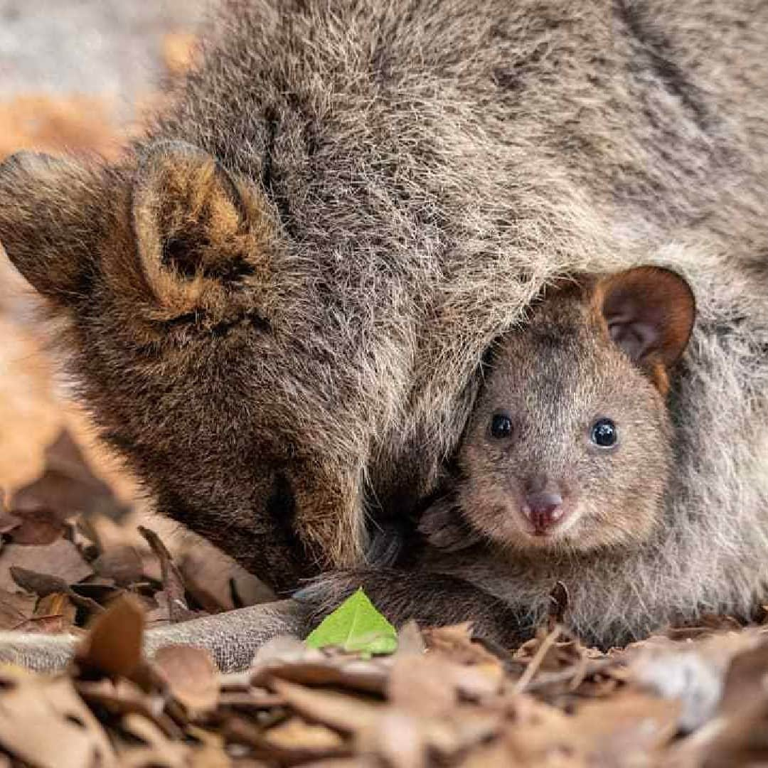 Australiaさんのインスタグラム写真 - (AustraliaInstagram)「Morning! Do I smell coffee? ☀️ ☕ @cambojones2020 captured this cute little early riser on @rottnestislandwa, off the coast of @destinationperth. These #quokkas call Rottnest Island home, and we reckon they’ve landed some of the best real estate in Australia. “Rotto” as it’s affectionately called by locals, is a picturesque island in @westernaustralia known for its calm, clear beaches, where you can swim, snorkel or simply relax in the sunshine. Spend your days exploring the island on foot or by bike, and if you want a local’s tip: make a pit-stop at @rottnestbakery for a jam donut. #seeaustralia #rottnestisland #thisiswa #holidayherethisyear」11月14日 4時00分 - australia