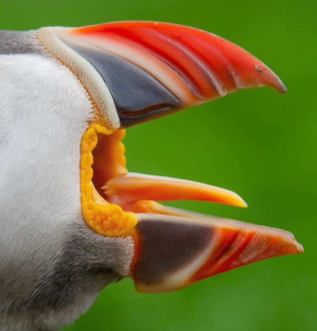 のインスタグラム：「Photo by @bertiegregory / For those of you who tried to guess the puffin's fish-carrying record in an earlier post, the answer is 62! When raising a chick in their burrows, Atlantic puffins must often fly miles out to sea to find food. Foraging trips burn energy, so they want to maximize the amount of food they bring back. In order to stuff as many fish in their beaks at once they have several clever adaptations. The flexible hinge of their jaw allows it to open much wider than on many other birds. The underside of their upper jaw is lined with back-facing spines (called denticles). Using their rigid tongue (pictured), they’re able to pin their prey against these spines. This allows them to continue to hunt more fish while holding on to the ones they’ve already caught! Follow @bertiegregory for more wildlife adventures. #puffin #britishwildlife #cute #fishing #wildlifephotography」