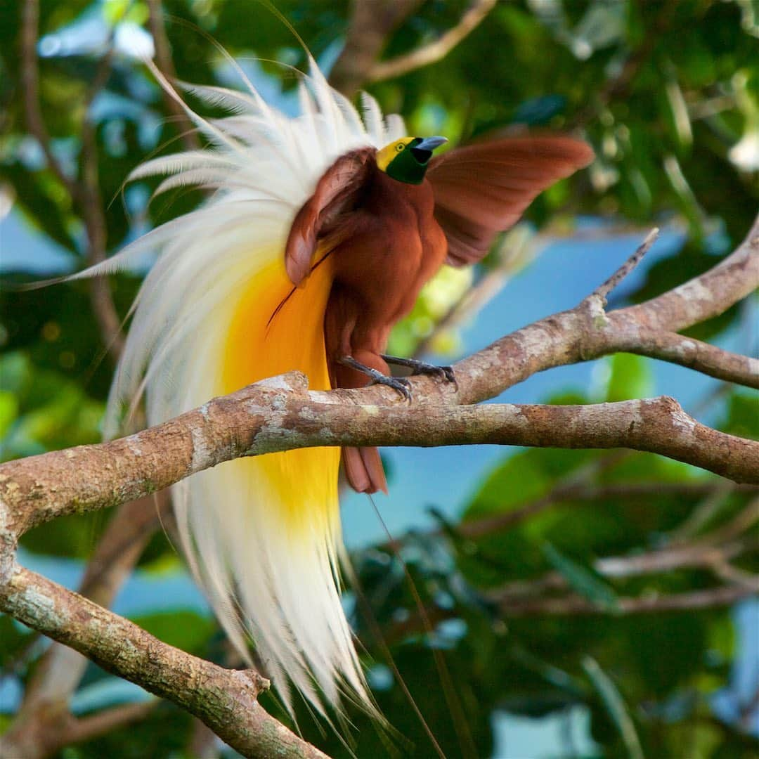 Tim Lamanさんのインスタグラム写真 - (Tim LamanInstagram)「Photos by @TimLaman.  Birds-of-Paradise.  The world’s most diverse family of birds. Unrivaled in their variety of form, color, and displays.  I’ve been priviledged to see and photograph all the species in the wild, and I love sharing them with the world, as they are the ambassadors for their rainforests in Papua, Indonesia and Papua New Guinea.  When people appreciate the treasures those forests hold, I believe they will protect them. - You can help spread the world and build appreciation by displaying a Bird-of-Paradise print on your wall.  12-inch square prints start at $100 right now, and make great groupings.  Larger prints are also available.  Thanks for your support of what I do.  Just visit link in bio (www.timlamanfineart.com) - The first shot, the Twelve-wired BoP, was featured on @NatGeo’s feed today, and I shared the full video of its display in my previous post @TimLaman.  Have a look.  The other species are  2) Blue BoP;  3) Western Parotia;  4) Lesser BoP;  5) Red BoP;  6) Magnificent BoP;  7) Raggiana BoP;  8) Wilson’s BoP;  9) Victoria’s Riflebird. - #Birdsofparadise #Birds #nature #wildlife #Indonesia #PNG #Papua」11月14日 4時40分 - timlaman