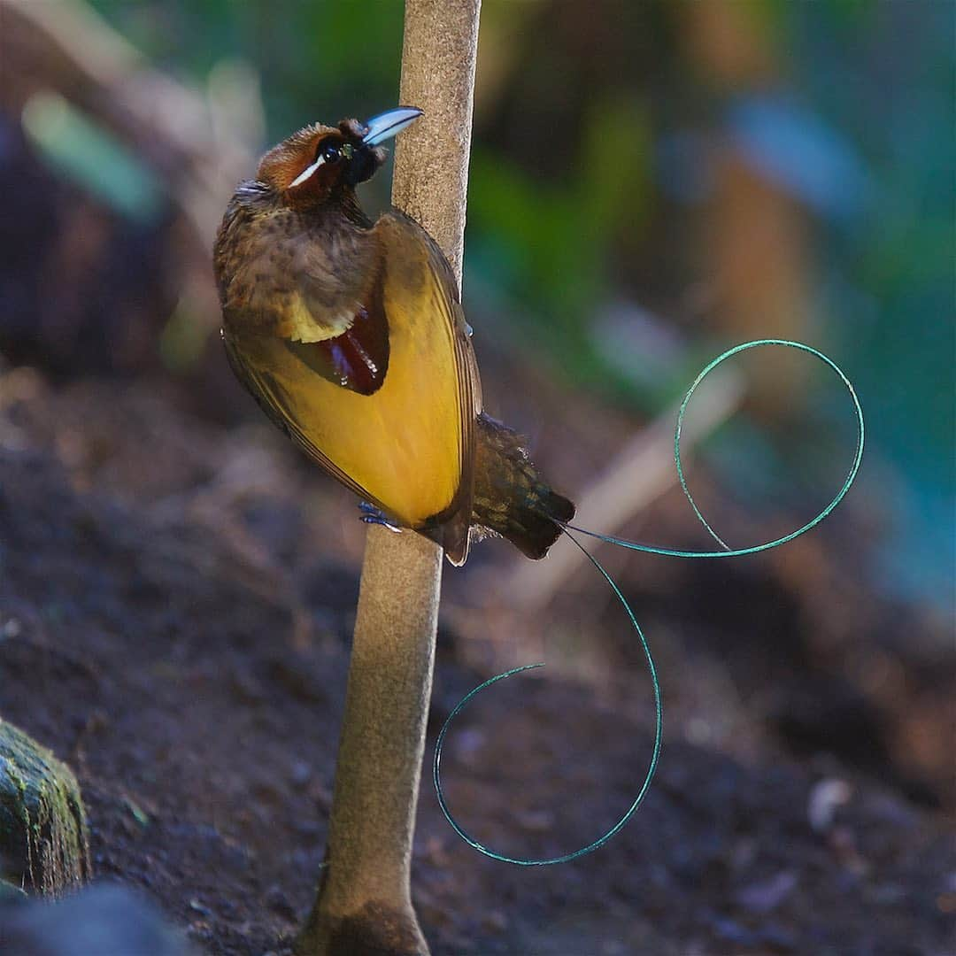 Tim Lamanさんのインスタグラム写真 - (Tim LamanInstagram)「Photos by @TimLaman.  Birds-of-Paradise.  The world’s most diverse family of birds. Unrivaled in their variety of form, color, and displays.  I’ve been priviledged to see and photograph all the species in the wild, and I love sharing them with the world, as they are the ambassadors for their rainforests in Papua, Indonesia and Papua New Guinea.  When people appreciate the treasures those forests hold, I believe they will protect them. - You can help spread the world and build appreciation by displaying a Bird-of-Paradise print on your wall.  12-inch square prints start at $100 right now, and make great groupings.  Larger prints are also available.  Thanks for your support of what I do.  Just visit link in bio (www.timlamanfineart.com) - The first shot, the Twelve-wired BoP, was featured on @NatGeo’s feed today, and I shared the full video of its display in my previous post @TimLaman.  Have a look.  The other species are  2) Blue BoP;  3) Western Parotia;  4) Lesser BoP;  5) Red BoP;  6) Magnificent BoP;  7) Raggiana BoP;  8) Wilson’s BoP;  9) Victoria’s Riflebird. - #Birdsofparadise #Birds #nature #wildlife #Indonesia #PNG #Papua」11月14日 4時40分 - timlaman