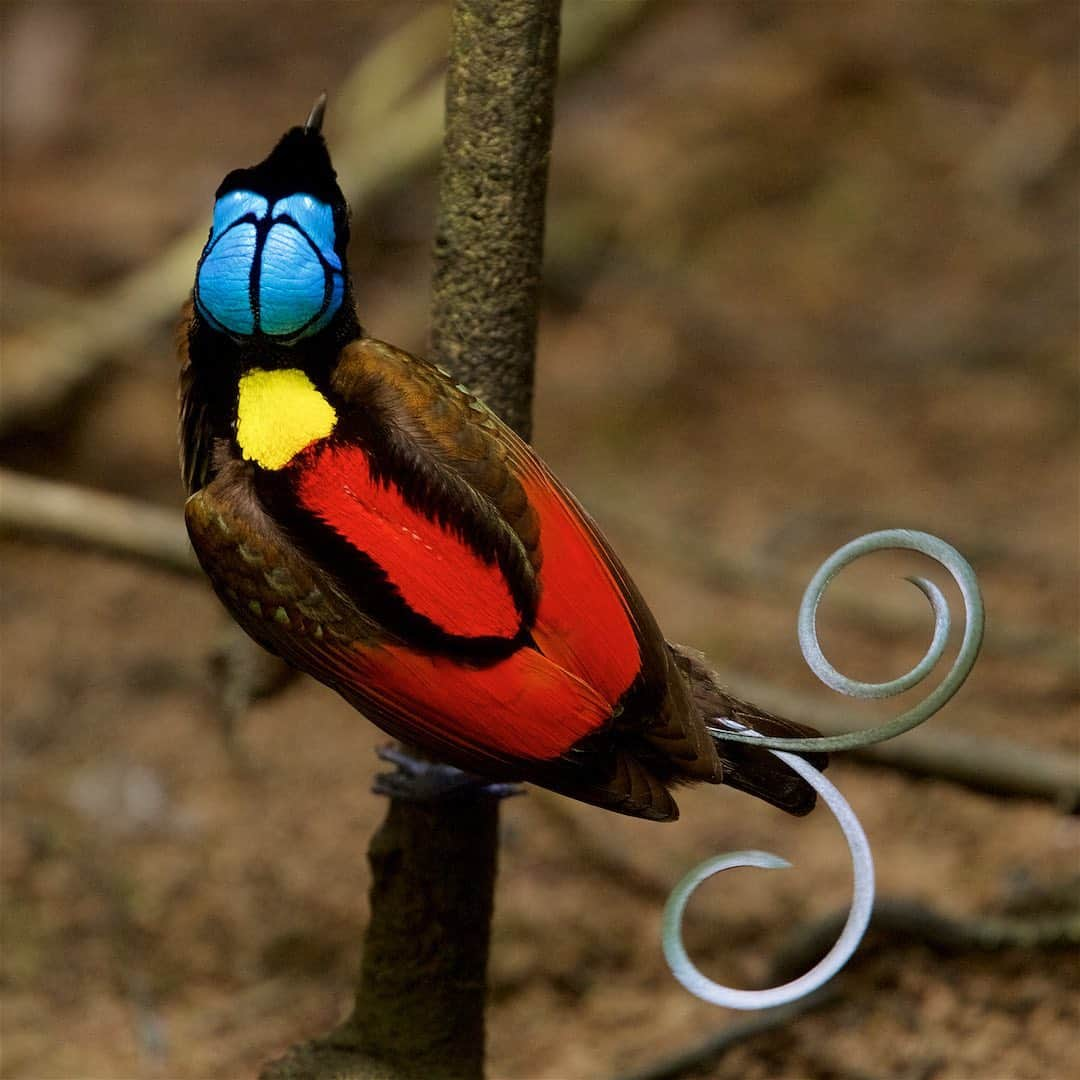 Tim Lamanさんのインスタグラム写真 - (Tim LamanInstagram)「Photos by @TimLaman.  Birds-of-Paradise.  The world’s most diverse family of birds. Unrivaled in their variety of form, color, and displays.  I’ve been priviledged to see and photograph all the species in the wild, and I love sharing them with the world, as they are the ambassadors for their rainforests in Papua, Indonesia and Papua New Guinea.  When people appreciate the treasures those forests hold, I believe they will protect them. - You can help spread the world and build appreciation by displaying a Bird-of-Paradise print on your wall.  12-inch square prints start at $100 right now, and make great groupings.  Larger prints are also available.  Thanks for your support of what I do.  Just visit link in bio (www.timlamanfineart.com) - The first shot, the Twelve-wired BoP, was featured on @NatGeo’s feed today, and I shared the full video of its display in my previous post @TimLaman.  Have a look.  The other species are  2) Blue BoP;  3) Western Parotia;  4) Lesser BoP;  5) Red BoP;  6) Magnificent BoP;  7) Raggiana BoP;  8) Wilson’s BoP;  9) Victoria’s Riflebird. - #Birdsofparadise #Birds #nature #wildlife #Indonesia #PNG #Papua」11月14日 4時40分 - timlaman