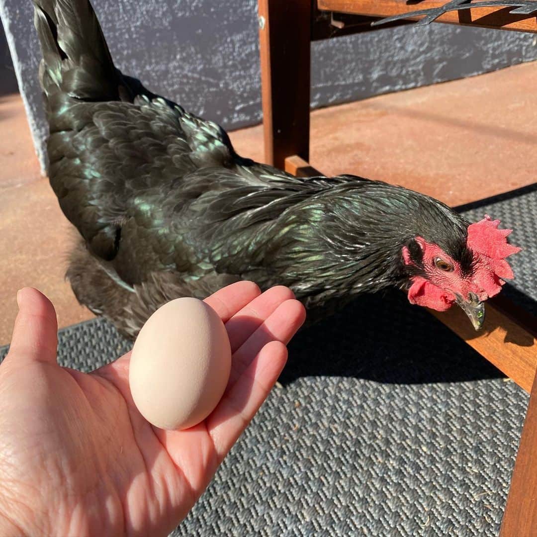 フリーディアのインスタグラム：「Our little pandemic chicken, Yolko just laid her first egg!!!! I drove down to San Diego as soon as shut down happened and picked up three chickens. Two ended up to be roosters and had to let them go. And the one hen, Yolko finally laid her first egg today. Super exciting!! She has been eating feed and any veggies we have left for her. I want to give her more treats! What should they be? Curious to see what her egg tastes like 😏 #organic #freerangechicken #allnatural #egg #eggciting #chicken #hen #herfirstegg  今日はうちのニワトリが初めての卵を産んでくれました！ ステイホームになってちょっとにサンディエゴまで運転してニワトリ3匹をゲットしたけど2匹はオスでキープできず。やっとヨーコちゃんが卵を！ ヨーコにはエサと残りの野菜をあげてて。もっとあげたいけど、何が良いかな？ ＃嬉しい　#ワクワク　＃楽しい」