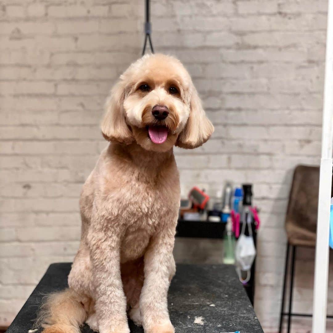 Dogs by Ginaのインスタグラム：「Bodhi 💓」