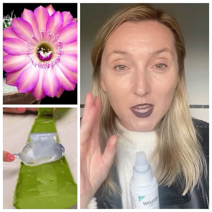JO BAKERのインスタグラム：「S H E E R • B L I S S 🌵 Instant fresh feelings in a bottle..... every person I have sprayed this on texts me after asking for the product details!!  #sheerhydrationmoisturemist  A hydrating fine moisture mist ...magical formula of #pricklypear #aloevera and #witchhazel - absolutely heavenly on clean skin or on top of your makeup for a freshen up!!! This one is a knockout!!! Well done @weleda_usa obsessed with the new #sheerhydration line!! #weledaskin #jobakermakeupartist #weledapartner #skincare #skincaretips #skincareproducts #newnewnew #🌵#skincarejunkie #obsessed #jobakermakeupartist #makeupartist」