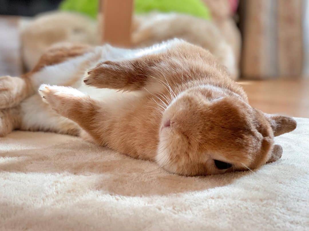 ラン?さんのインスタグラム写真 - (ラン?Instagram)「お昼寝(_*˘꒳˘*)_ｽﾔｧ…zzZ ひなたで気持ちいいね♡ おてて♡そこでいいの？( ◜௰◝ )笑 ☆  #うさぎ #ネザーランドドワーフ #rabbit #bunny #bunnystagram  #rabbitstagram  #cute  #かわいい #ふわもこ部  #もふもふ  #zip写真部  #アニマル写真部 #instagramjapan #netherlanddwarf #うさぎと暮らす  #うさぎのいる暮らし #癒し #kawaii #ランちゃん  2020.11.14」11月14日 14時40分 - mofumofuusako