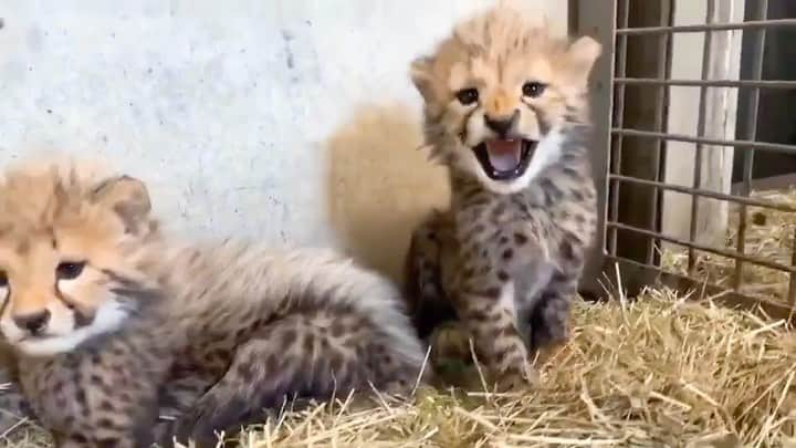 天才！志村どうぶつ園のインスタグラム