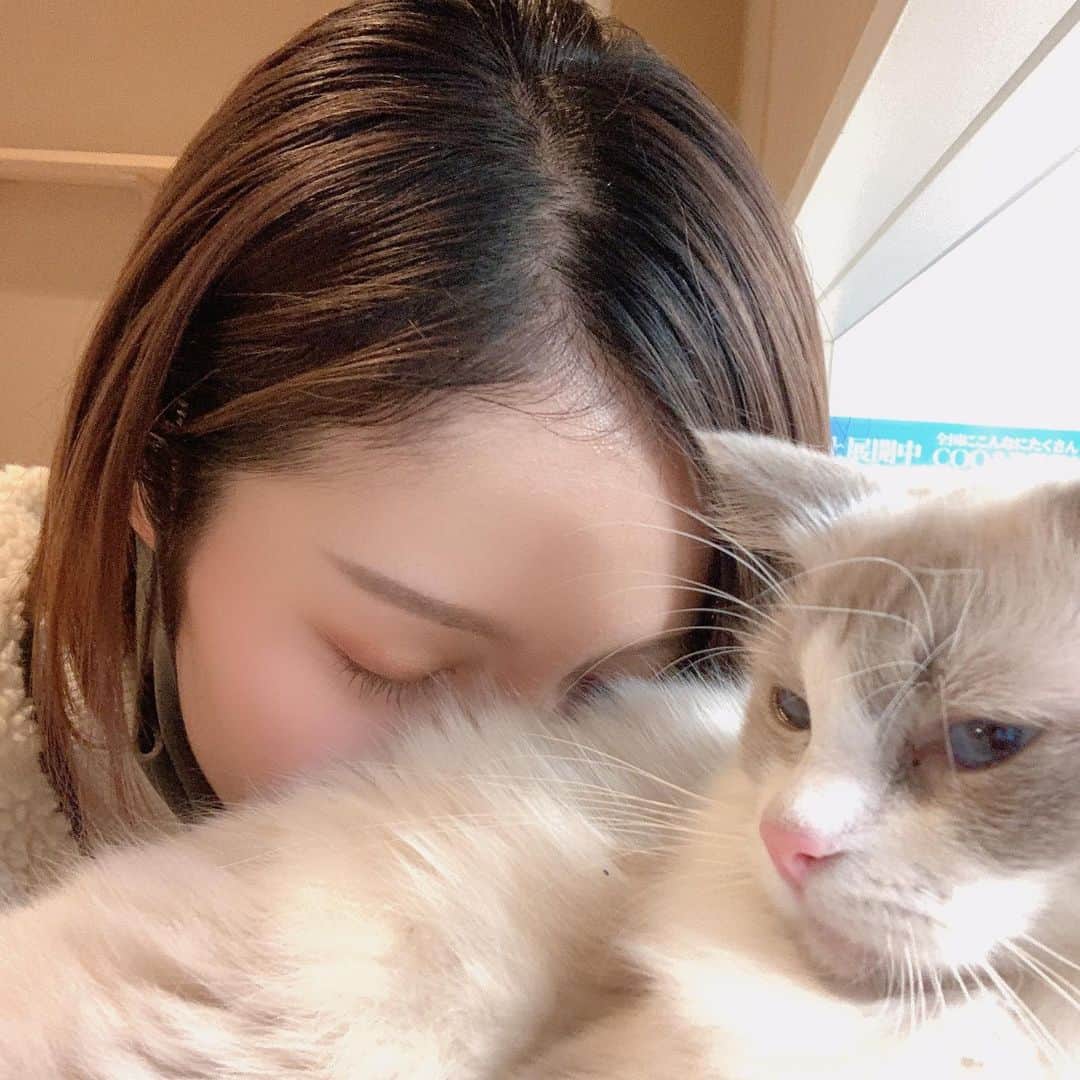 山下耀子さんのインスタグラム写真 - (山下耀子Instagram)「もふもふの呼吸 … （ただ猫を吸うだけ） . この後顔面毛だらけでした ありがたき幸せ … あの … 鬱陶しいなみたいな顔しないで …😂💕 . #猫と暮らし隊」11月14日 15時37分 - twinkleyesy
