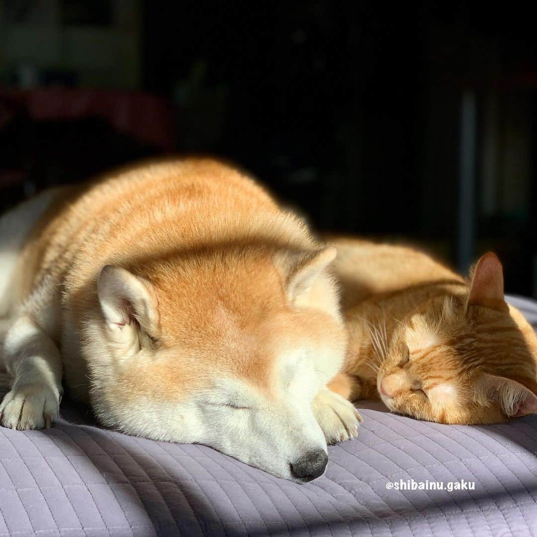 Kazumi-Gakumamaさんのインスタグラム写真 - (Kazumi-GakumamaInstagram)「今日のお昼寝はいつものふたり➰🐕🐈💤 *  リンリンは隣の部屋でひとりでまったりちう😸 *  その方が気楽でいいのかもね〰️😽 *  我が家は今日も平和ﾃﾞｽ🕊 🐾----*----*----*----🐾 Today's nap😴 Today is Gaku and Torajiro🐕🐈💤 🐾----*----*----*----🐾 #柴犬 #岳 #柴犬岳 #柴犬ガク#gaku #shibainugaku #shiba #shibainu #shibastagram #いぬすたぐらむ #dogsofinstagram #寅次朗 #茶トラ #まるどら #gingercat  #にゃんすたぐらむ #catoftheday #岳と寅次朗 #pecoいぬ部 #pecoねこ部 #pecotv #ワンフルエンサー #ニャンフルエンサー #甘えん坊将軍 #仲良し兄弟 #今日のお昼寝 #添い寝 #20201114」11月14日 15時48分 - shibainu.gaku