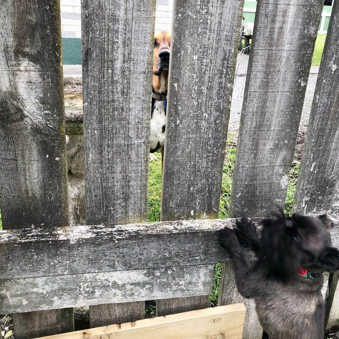 Digby & Aloさんのインスタグラム写真 - (Digby & AloInstagram)「Oh look - it’s Alo’s favourite past time: terrorising the neighbours 😂」11月14日 7時00分 - digbyvanwinkle