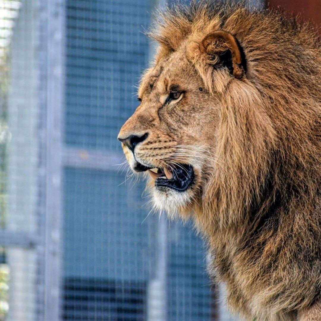 タロンガ動物園さんのインスタグラム写真 - (タロンガ動物園Instagram)「Ato the lion looking absolutely puuurfect! 🦁  Thankyou @_bocazphotography for capturing this incredible shot!  #forthewild #tarongatv」11月14日 7時00分 - tarongazoo