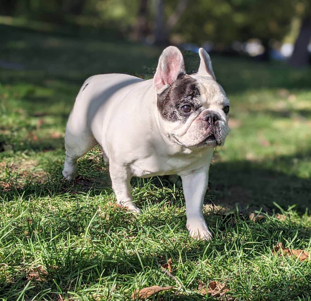 Manny The Frenchieのインスタグラム：「Strutting into the weekend 😀」