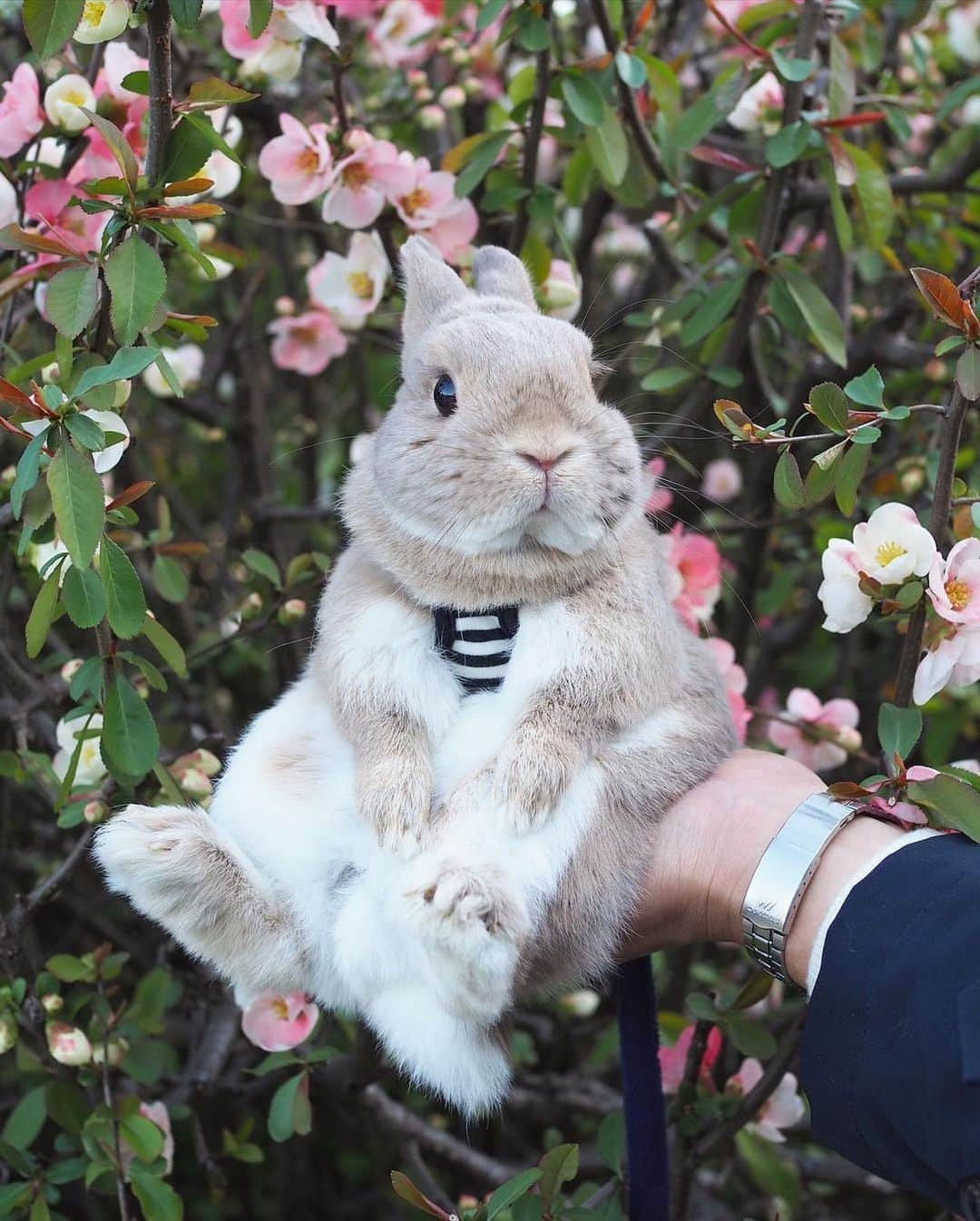 Instagramさんのインスタグラム写真 - (InstagramInstagram)「On today’s #WeeklyFluff, we’re hopping around town with Kumagoro (@kuma.goro), an easygoing Netherland dwarf rabbit who loves a good outdoor adventure.⁣ ⁣ Photo by @kuma.goro」11月14日 7時12分 - instagram