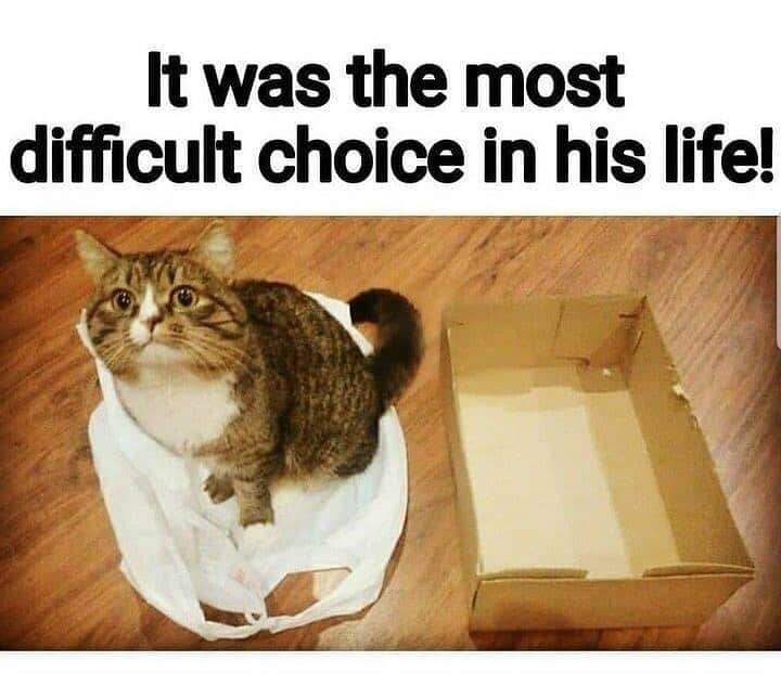 The Cats Of Instagramのインスタグラム：「Bag or Box? Vote below 👇🏼」
