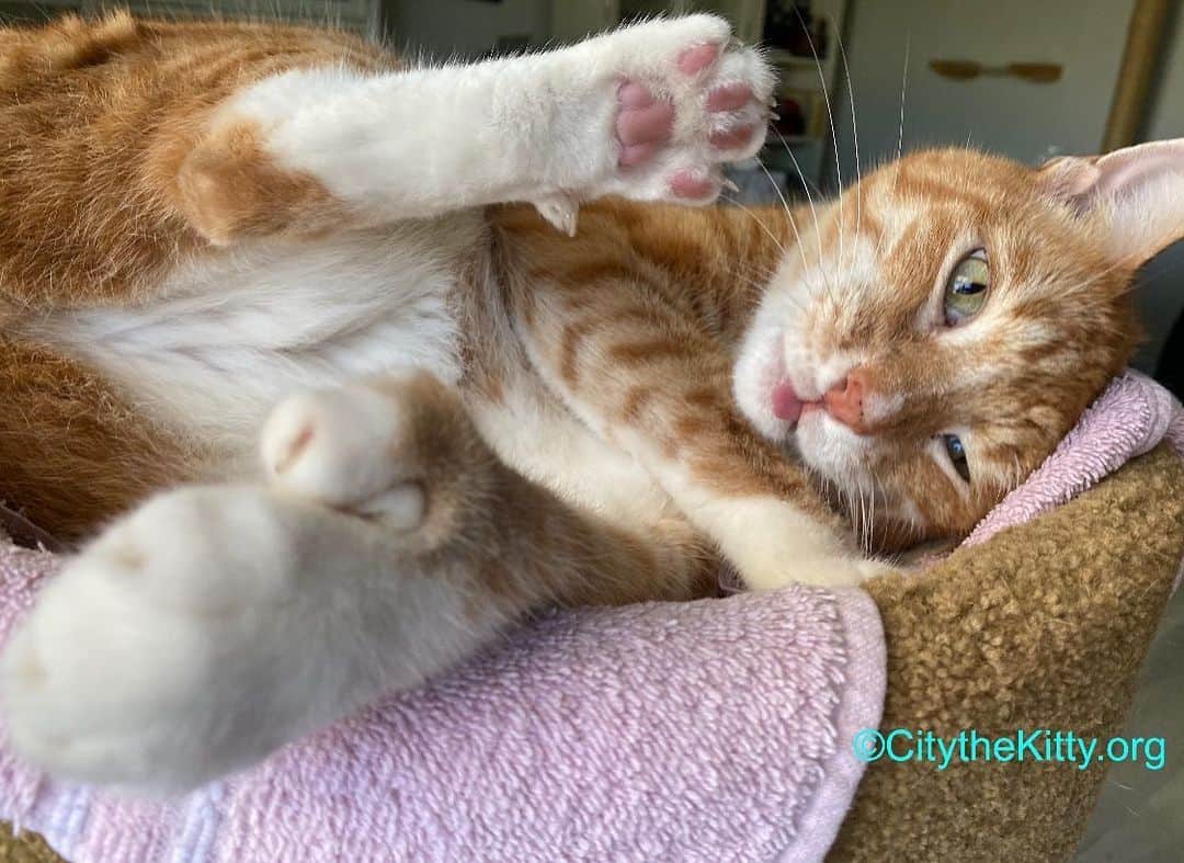 City the Kittyのインスタグラム：「Happy Friday the 13th!  I hope you’re having a great day and you’re ok. ❤️🐾 #fridaythe13th #cat #bewell」