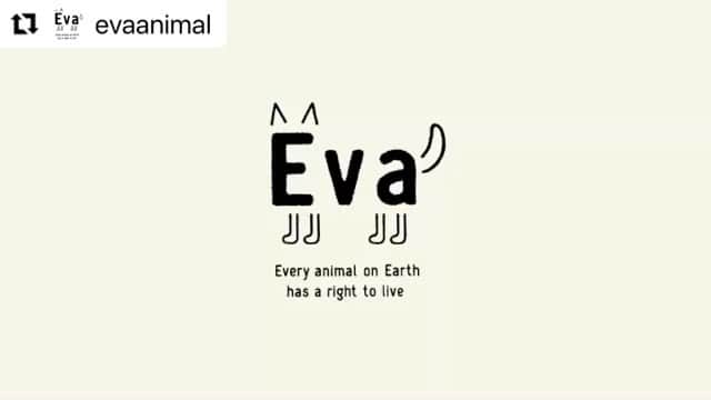 のインスタグラム：「#Repost @evaanimal with @make_repost ・・・ 第15回Evaチャンネル「動物愛護活動のきっかけ ～どうしてEvaを立ち上げたのか！？～」公開しました！  今回のEvaチャンネルは.... 「杉本さんはどういうきっかけで動物愛護活動を始めたの？」 「どうしてEvaを立ち上げたんですか？」 という皆さんからのご質問にお答えするべく、”動物愛護活動の原点”についてお話しします！  動物たちといつも一緒に過ごしていたという幼少期から、活動資金を捻出するため自らガレージセールを行っていたという20代。 2011年の東日本大震災の際には、オフィスや自宅をシェルターにして被災地からレスキューした猫やその子たちが産んだ仔猫の里親探しを行っていたことなど... 杉本のこれまでの活動の”歴史”が感じられる回となっております！  涙なしには聞けないエピソードから、はたまた思わず吹き出してしまうエピソードまで盛りだくさんです！是非ご覧ください。  ■#15 動物愛護活動のきっかけ ～どうしてEvaを立ち上げたのか！？～ https://youtu.be/atmRmtkkk3o 🔸プロフィールにリンク済みです🔸  ＃動物愛護活動のきっかけ ＃公益財団法人動物環境・福祉協会Eva ＃杉本彩 ＃Evaチャンネル」