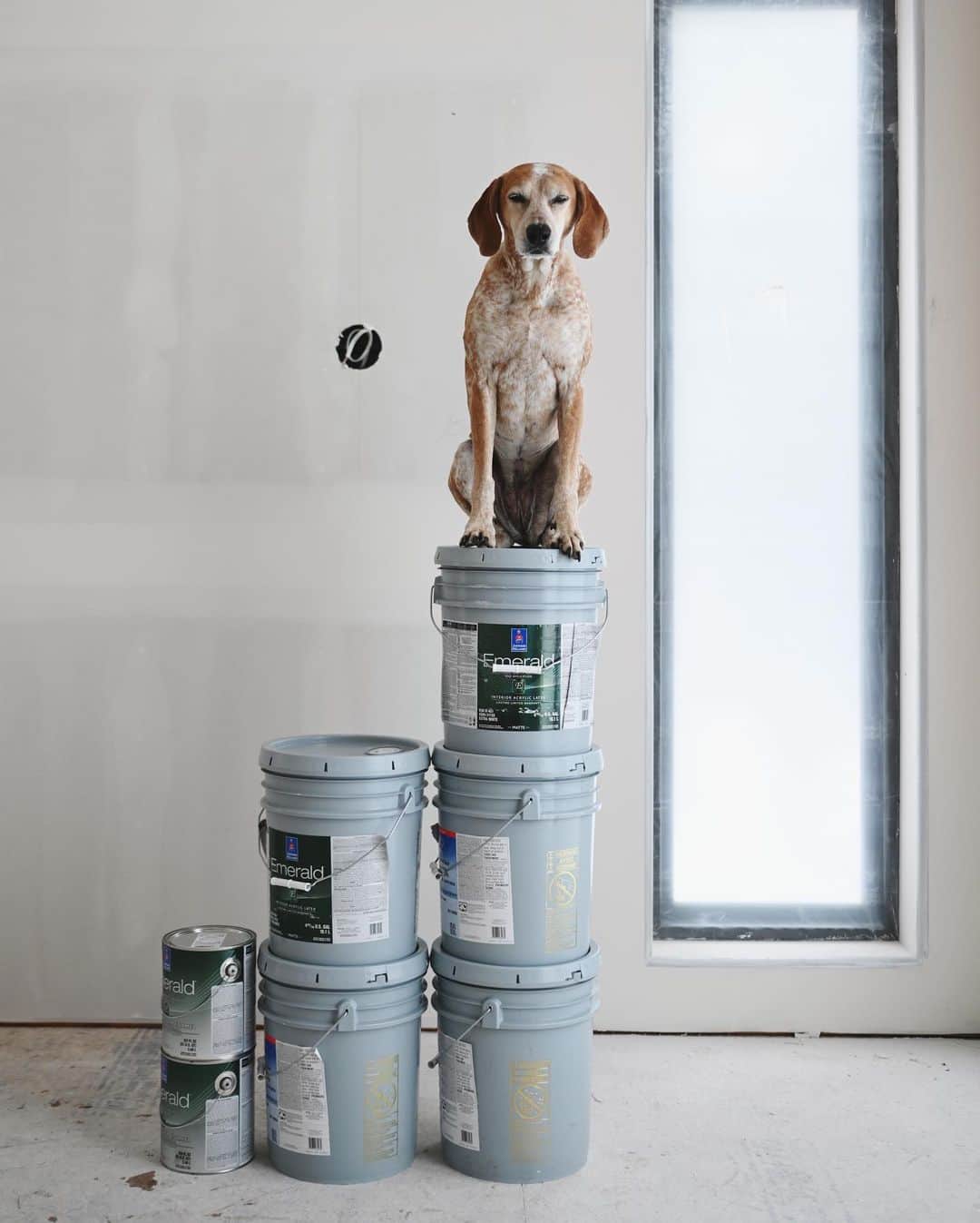 マディのインスタグラム：「It’s finally time to paint! After 5 weeks of working on drywall and trying to be patient the house build is entering into a new stretch!   This space already feels amazing and I’m pumped to start sharing more details in the next few weeks again✨」