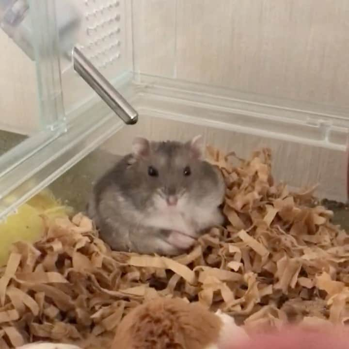 hamster_mocoのインスタグラム