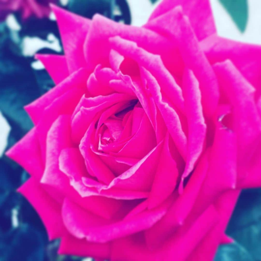 中野敬久さんのインスタグラム写真 - (中野敬久Instagram)「#flower #flowersoflife #red #rose #hope」11月14日 8時49分 - hirohisanakano
