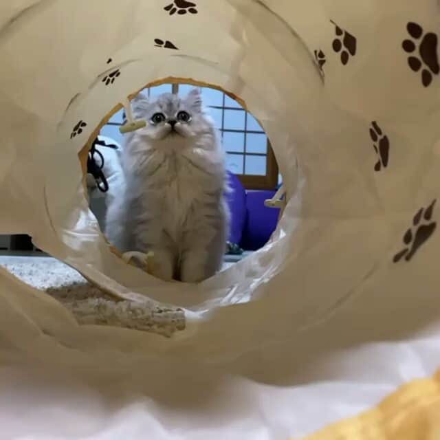 猫壱（ねこいち•ネコイチ）のインスタグラム