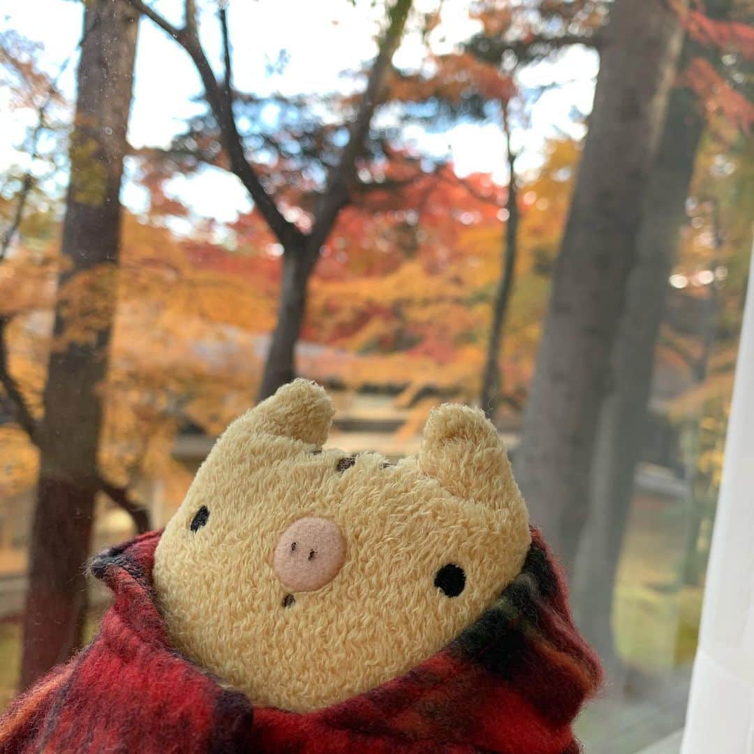 江口ともみさんのインスタグラム写真 - (江口ともみInstagram)「みんな久すぃぶり😊たかこだよ  先週の土曜と今日、かあさんのロケについてきてるんだ  紅葉🍁が綺麗だよ  ここは先週の写真なんだぁ😊  先週はあったかかったけど、今日はなかなかに寒いよぉ  1週間で秋が進んだかんずぃー  最後の写真あたすぃ何人いるでしょー？！😆  さて今日もロケ頑張りまぁす😊 かあさんがね  #fumofumosan #フモフモさん #たかこ #紅葉#軽井沢」11月14日 9時08分 - tomomin.eguchi