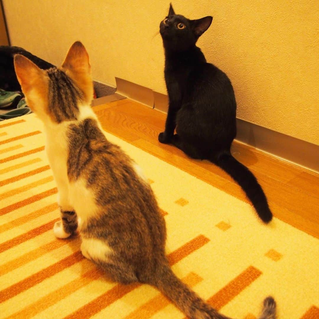 nozomiorideさんのインスタグラム写真 - (nozomiorideInstagram)「ちびちびのときはぼろっちい印象の強い しおんくん  #のぞみさんの保護猫日記」11月14日 9時17分 - nozomioride