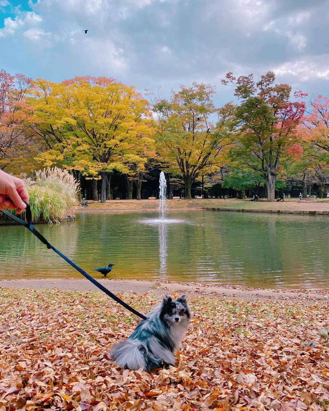 mimeiのインスタグラム：「🍂」