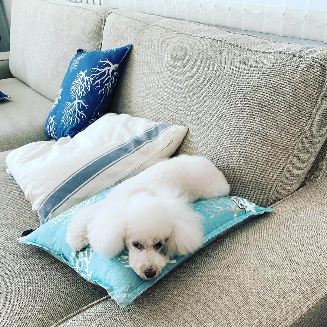 早見優さんのインスタグラム写真 - (早見優Instagram)「今朝のスノさん、まだ眠そう？ Chilling out on the sofa  #dog #poodle #dog lover #プードル #可愛い」11月14日 9時16分 - yuyuhayami