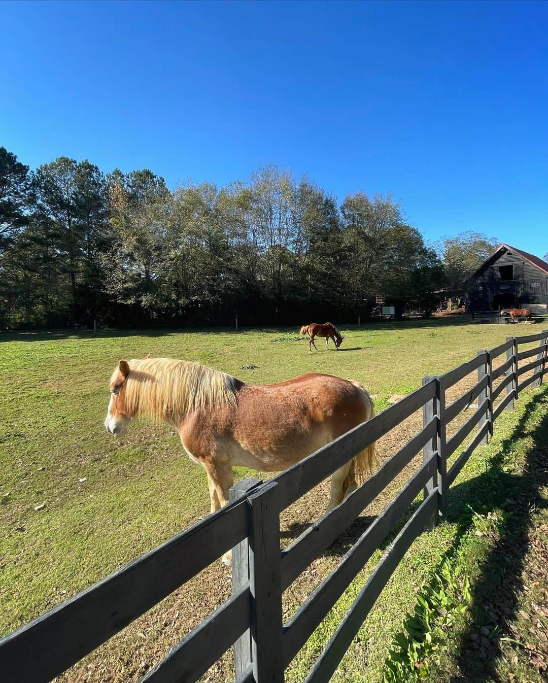 エリザベス・ギリースさんのインスタグラム写真 - (エリザベス・ギリースInstagram)「It was a nice day 🐴」11月14日 9時22分 - lizgillz