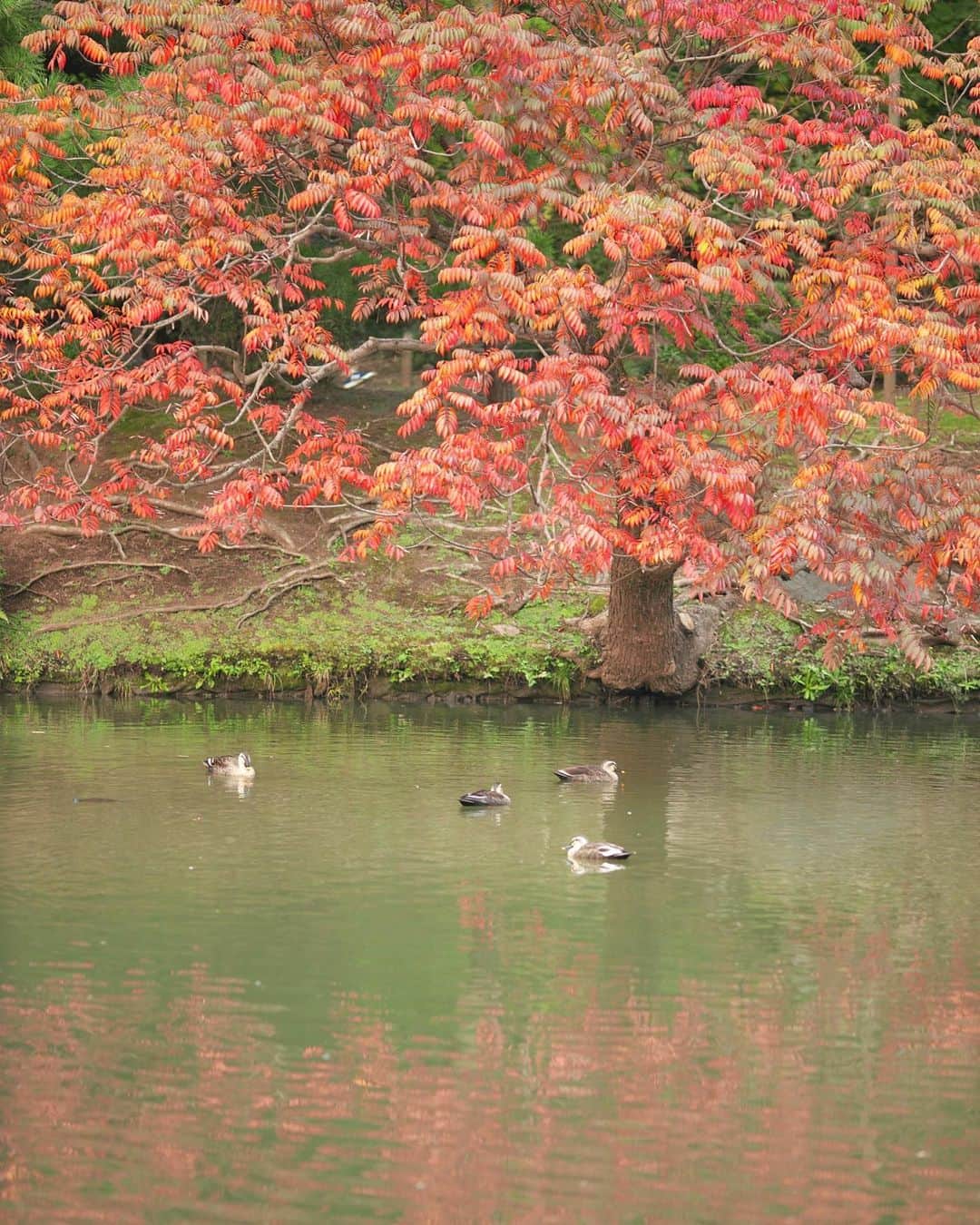 kiccyomuのインスタグラム：「☁️ 2020.11.14 Sat #六義園 少しずつ紅葉🍁 カモちゃんズ🦆🦆が のんびり🦆 #心に花を  六義園では、11月11日から 来園の際は予約が必要みたいです。 そして、今年はライトアップ無しです😅 ご注意を😊  今週末は、何処へ？ 土曜日…今日も元気に🤗  location #東京 📷撮影 2020年11月07日」