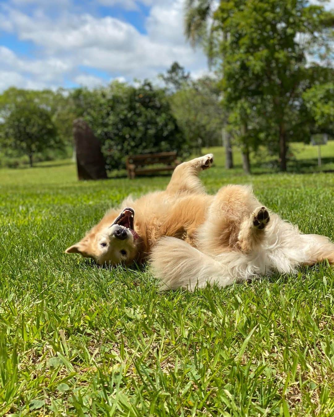 Bobさんのインスタグラム写真 - (BobInstagram)「Relembrando um dia de porco...ops um dia de Marley 😆🐽 . . . #pets #photooftheday #petsofinstagram #instagrammers #instagram #instadaily #vejasp #goldenretriever #goldenretrievers #goldenretrieversofinstagram #dogs #dogstyle #dogoftheday #dogsofinstagram #saopaulo #gudfriends #photography」11月14日 9時37分 - bob_marley_goldenretriever