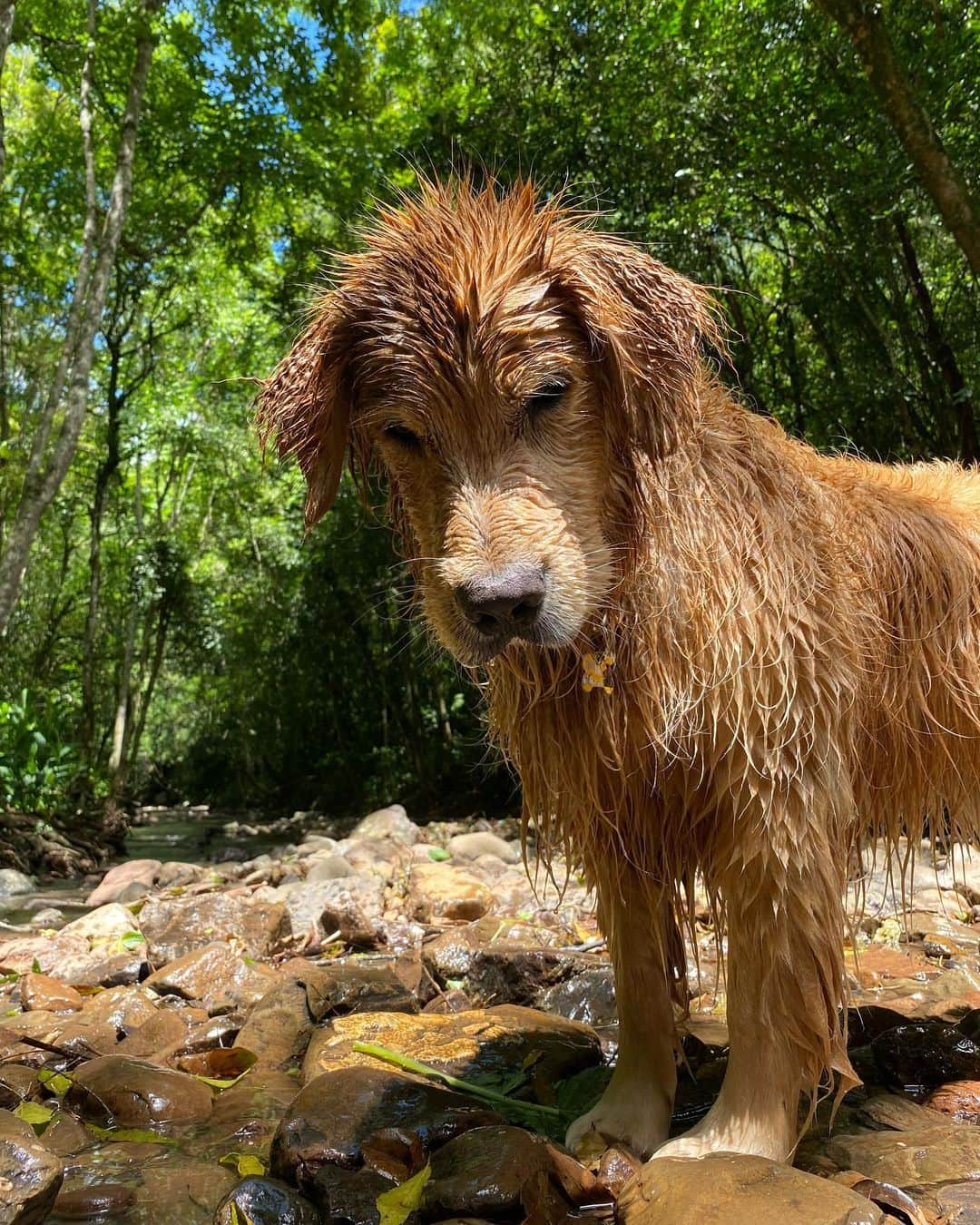 Bobさんのインスタグラム写真 - (BobInstagram)「Relembrando um dia de porco...ops um dia de Marley 😆🐽 . . . #pets #photooftheday #petsofinstagram #instagrammers #instagram #instadaily #vejasp #goldenretriever #goldenretrievers #goldenretrieversofinstagram #dogs #dogstyle #dogoftheday #dogsofinstagram #saopaulo #gudfriends #photography」11月14日 9時37分 - bob_marley_goldenretriever