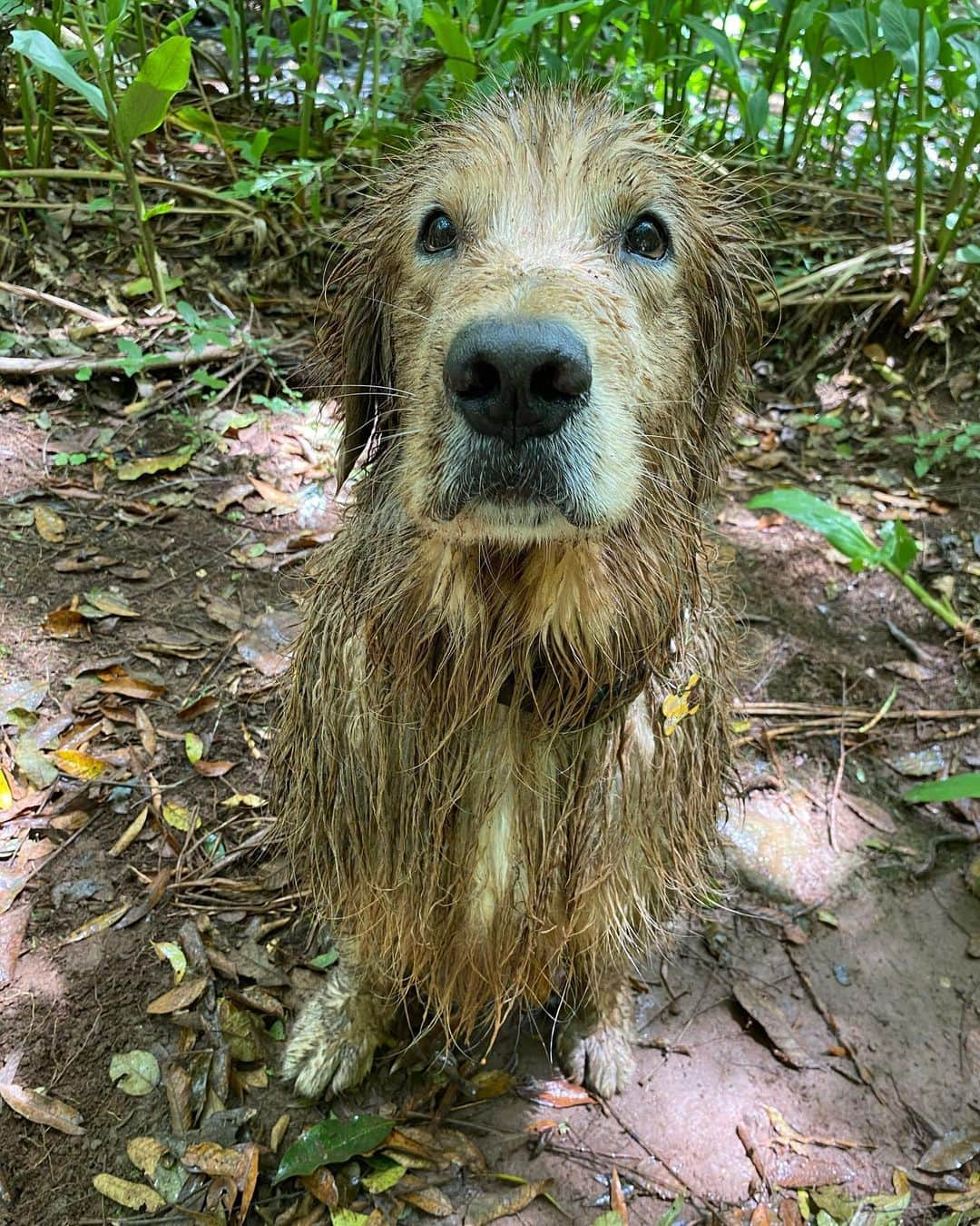 Bobさんのインスタグラム写真 - (BobInstagram)「Relembrando um dia de porco...ops um dia de Marley 😆🐽 . . . #pets #photooftheday #petsofinstagram #instagrammers #instagram #instadaily #vejasp #goldenretriever #goldenretrievers #goldenretrieversofinstagram #dogs #dogstyle #dogoftheday #dogsofinstagram #saopaulo #gudfriends #photography」11月14日 9時37分 - bob_marley_goldenretriever