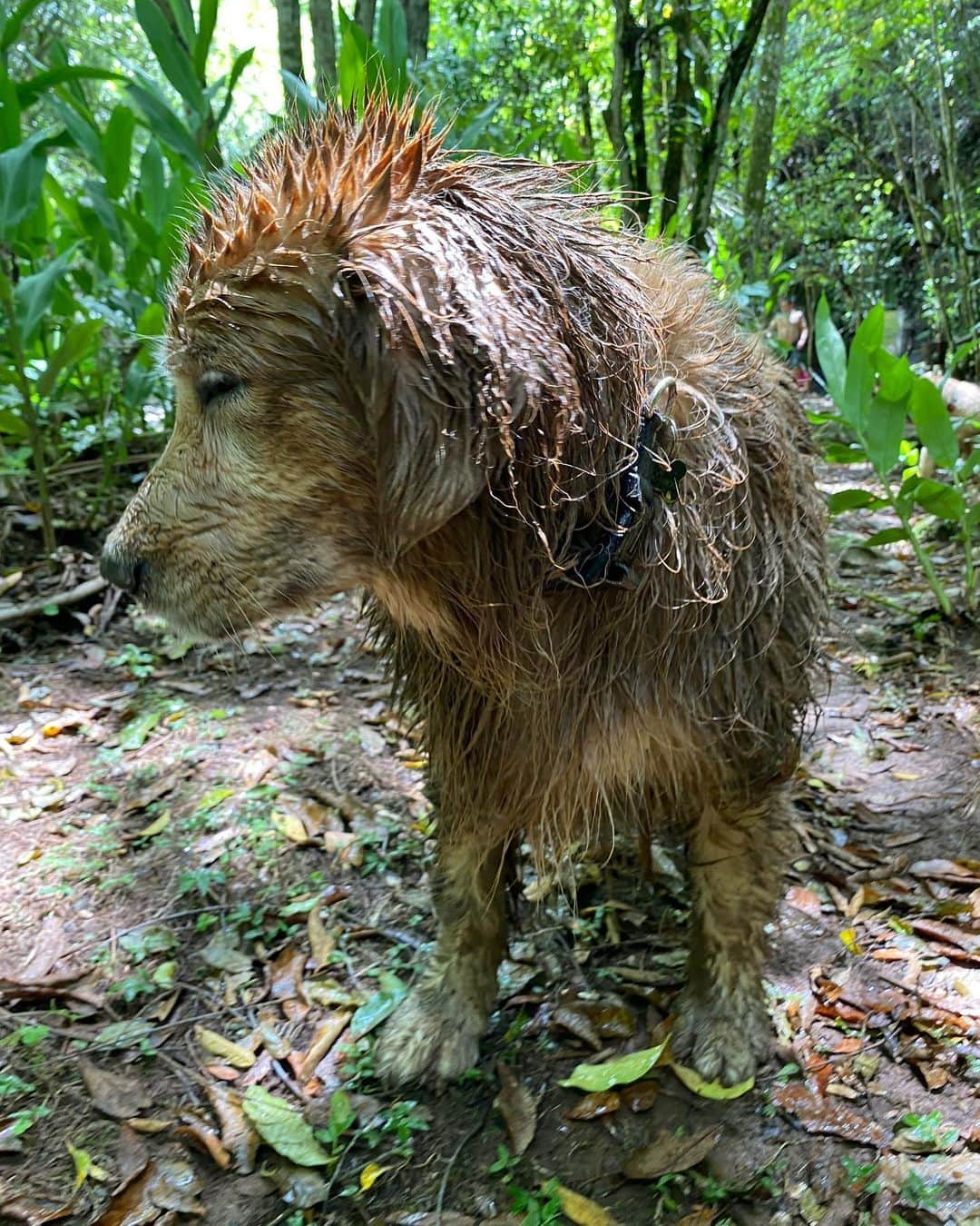 Bobさんのインスタグラム写真 - (BobInstagram)「Relembrando um dia de porco...ops um dia de Marley 😆🐽 . . . #pets #photooftheday #petsofinstagram #instagrammers #instagram #instadaily #vejasp #goldenretriever #goldenretrievers #goldenretrieversofinstagram #dogs #dogstyle #dogoftheday #dogsofinstagram #saopaulo #gudfriends #photography」11月14日 9時37分 - bob_marley_goldenretriever