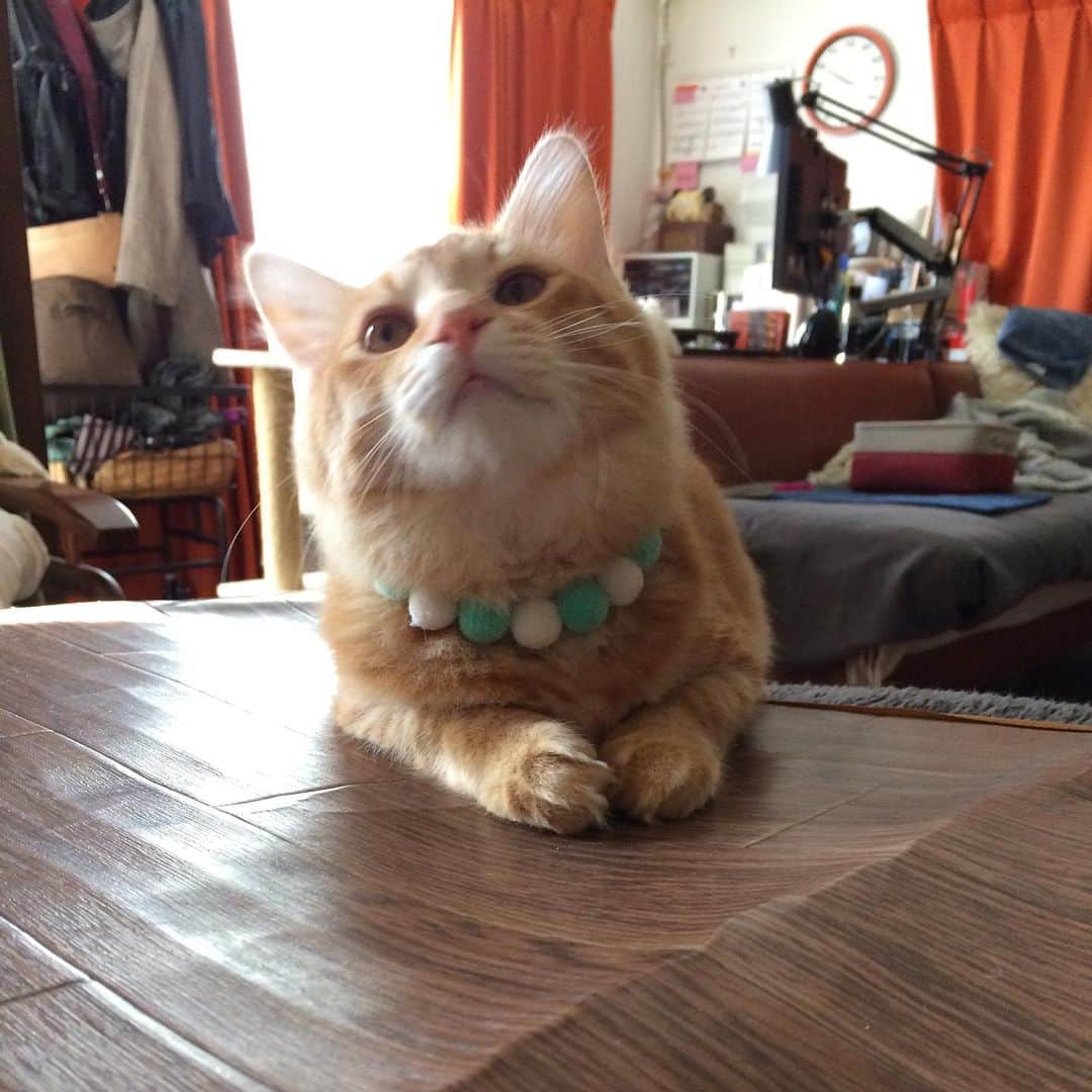 岡田屋鉄蔵のインスタグラム：「まわし…いや、カワイイよ。」