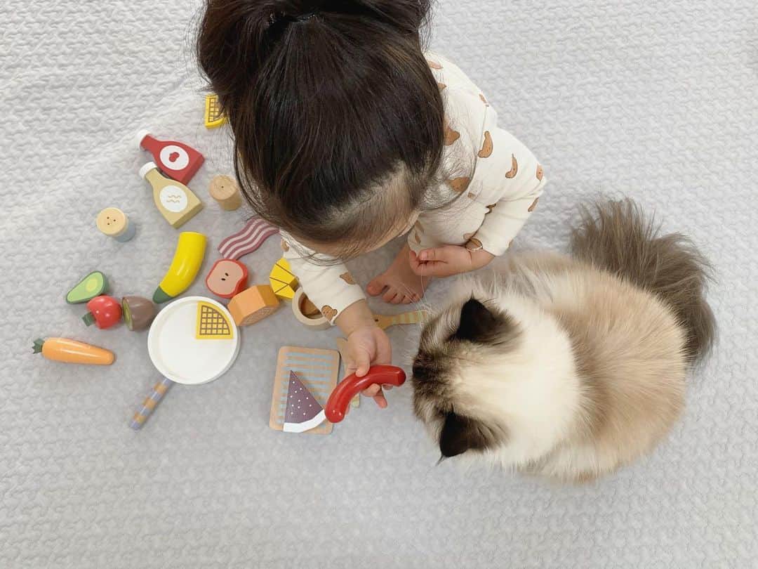のインスタグラム：「ソーセージを食べさせてあげたり🥓 飲み物飲ませてあげたり🥛  2人でおままごとしてた👧🏻🍌🍎🥝🥕🍅🥑🥓🍳🧂🧇🥐🍰🍴👧🏼  木のおもちゃって可愛すぎる🥺💓  . . . . #プリュムのいる生活 #猫のいる暮らし  #ヒマラヤン  #赤ちゃんと猫  #もふもふ#ヒマラニャンズ  #猫  #ねこ  #ペコねこ部#仲良し#姉妹#おもち#sostrenegrene #toys#playhouse#iloveyou#bff#friends  #lol#sisters#fluffycat#癒し#🐈 #고양이  #ilovecats  #himalayancat  #catsofinstagram #catloversclub  #bestmeow#weeklyfluff」