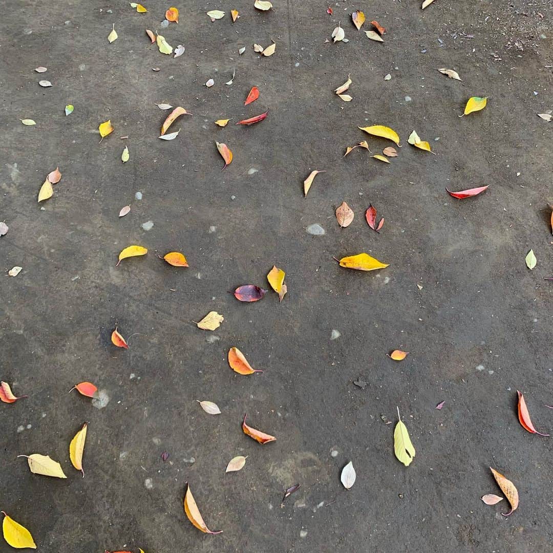 鈴木結女さんのインスタグラム写真 - (鈴木結女Instagram)「散歩道@クロスビー目線 #giftsfromnature #doglife🐾」11月14日 10時07分 - yumelynx
