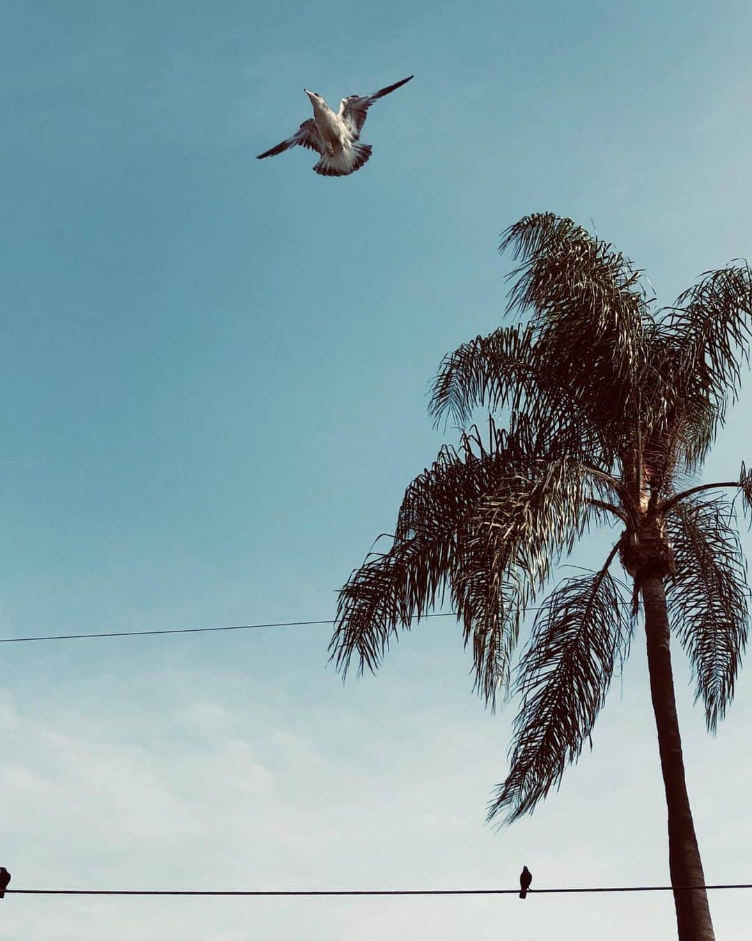 シービーズさんのインスタグラム写真 - (シービーズInstagram)「Casual Friday forecast calls for clear skies ✌️  📷: @julienbacal   #casualfriday #letsgetcasual」11月14日 10時20分 - seavees