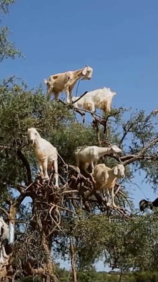 ナショナル ジオグラフィック TV (JP)のインスタグラム：「モロッコのスース・バレーに生息するシロイワヤギはとても活動的。貴重な栄養源となるアルガンノキの果実を求めて、ヤギたちはひづめを上手に使って木に登り、高さ9メートルの枝の上でバランスを取ります。その光景はまるで“ヤギのなる木”を見ているかのよう。  「野生動物ビックリ映像集 3」より #ナショジオ」