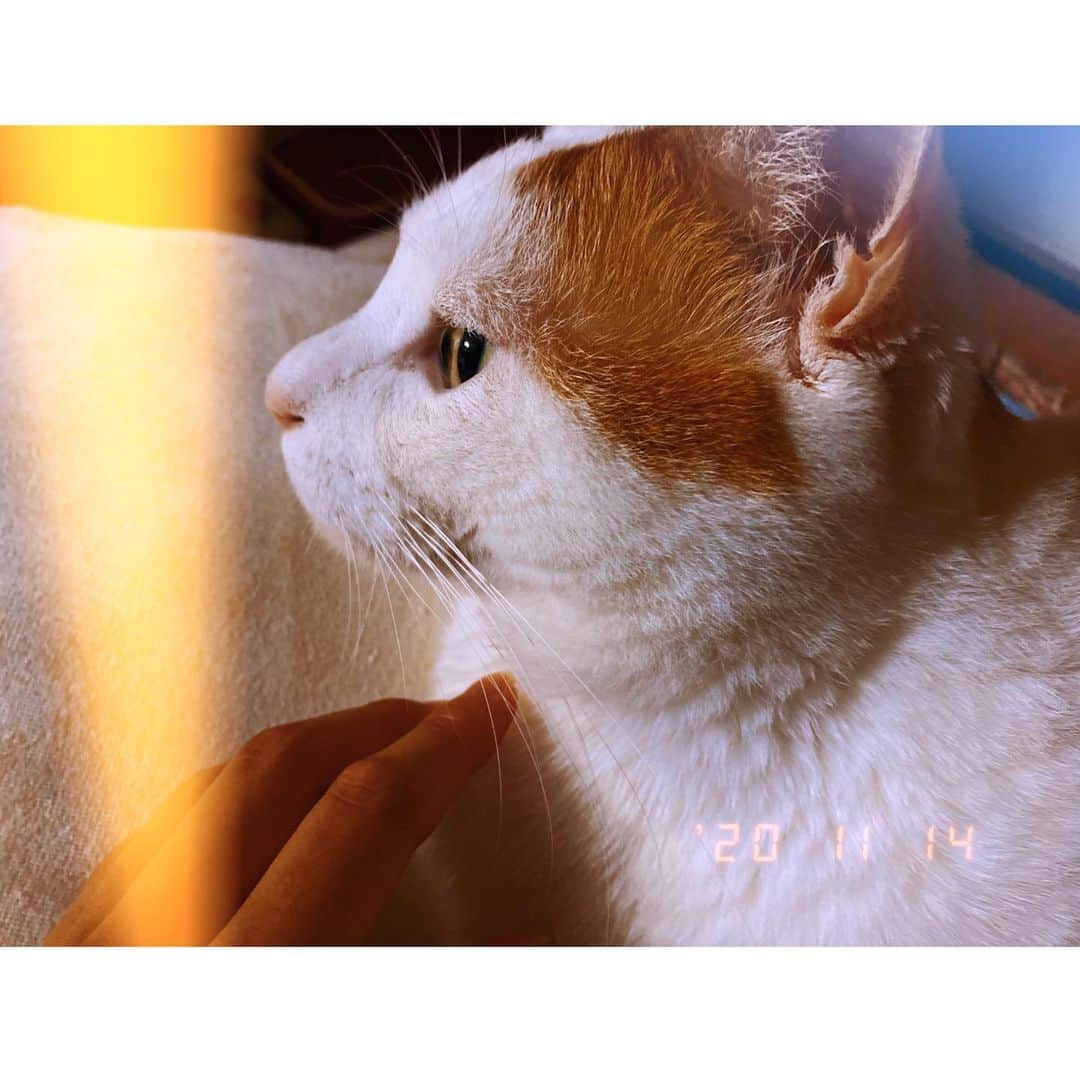 小見山沙空さんのインスタグラム写真 - (小見山沙空Instagram)「世界一かわいいねこちゃん🐱 じろさちゃん🐈  #小見山家 #飼い猫 #じろさ #男の子 #ねこ #ねこすたぐらむ #ねこのいる暮らし #ngt48 #小見山沙空 #ぬこ #レトロ #エモい #家族 #フォロー #follow」11月14日 16時12分 - sara.komiyama727