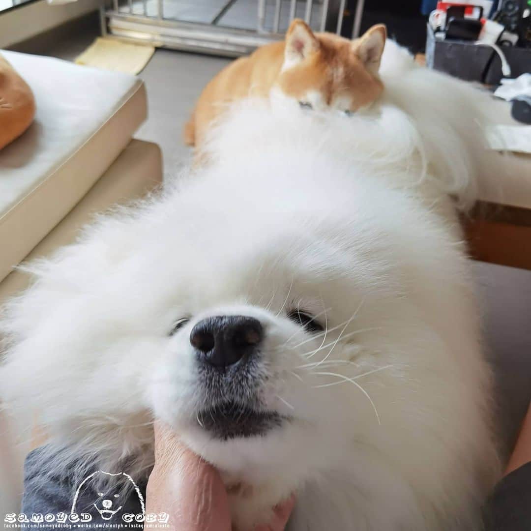 Alex Toのインスタグラム：「😆😆😆 #cute #dog #doglover #dogsofinstagram #dogoftheday #dogofthedayjp #dogstagram #fluffy #hkig #hongkong #ilovemydog #instadog #instagood #instamood #instagraphy #shibainu #samoyedoninstagram #pet #petlovers #petsofinstagram #petstagram #photooftheday #puppy #pupsofinstagram #samoyed #samoyedsofinstagram #webstagram #犬 #サモエド」
