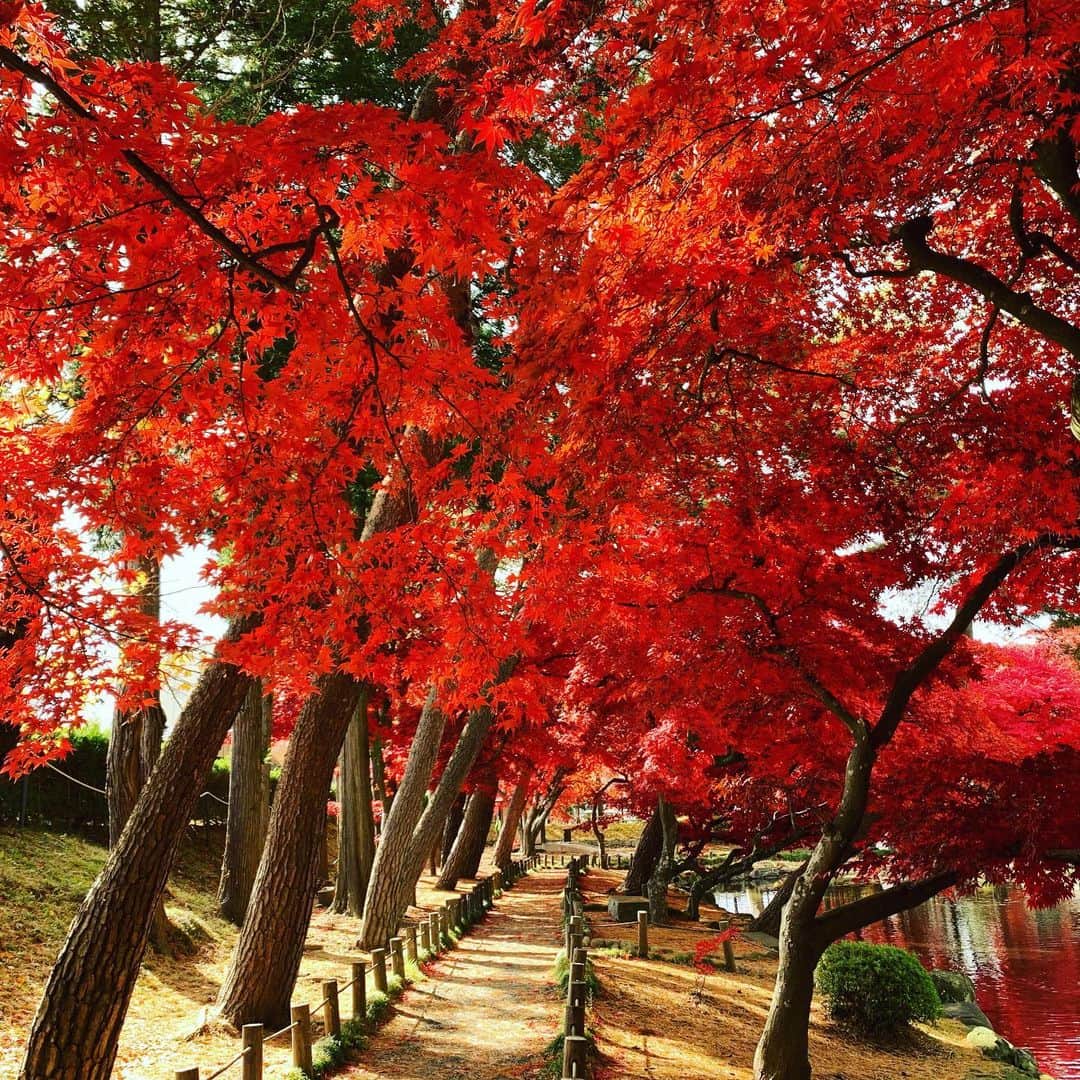 大隅智子さんのインスタグラム写真 - (大隅智子Instagram)「ずっと行きかった盛岡市中央公民館の庭園。 赤いモミジが素晴らしかったです！ 今週末がピーク。来週は落葉し、赤いじゅうたんが楽しめます。 #盛岡市中央公民館 #モミジ #紅葉　 #岩手県」11月14日 11時03分 - tomokotenki