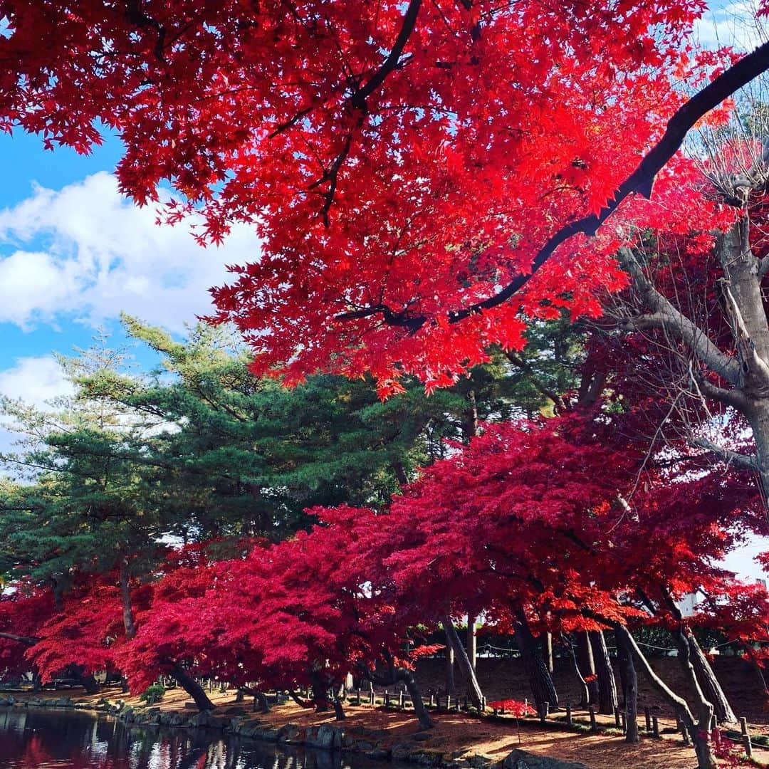 大隅智子さんのインスタグラム写真 - (大隅智子Instagram)「ずっと行きかった盛岡市中央公民館の庭園。 赤いモミジが素晴らしかったです！ 今週末がピーク。来週は落葉し、赤いじゅうたんが楽しめます。 #盛岡市中央公民館 #モミジ #紅葉　 #岩手県」11月14日 11時03分 - tomokotenki