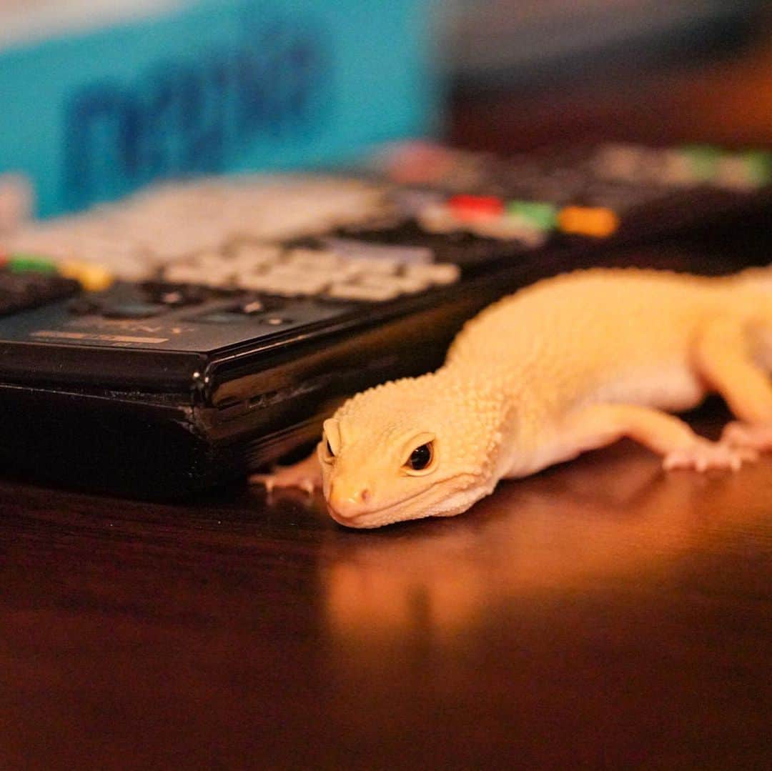 GEN3 Owlのインスタグラム：「5才、長生きしてね🦎💕 5 years old. #reopardgecko #lezard #reptile」