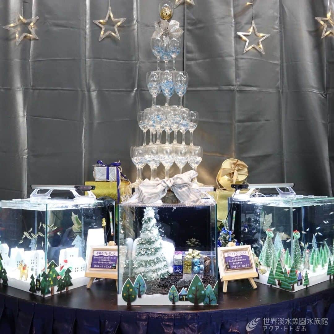 世界淡水魚園水族館 アクア・トト ぎふのインスタグラム：「3つのテーマを設けた「クリスマス特別水槽」の展示が、本日からスタート！ サンタマリアと呼ばれる魚や、白銀の森の妖精をイメージした白メダカなど、クリスマスの雰囲気を水族館でお楽しみください。  #アクアトト #アクアトトぎふ #アクアトト岐阜 #水族館#クリスマス」
