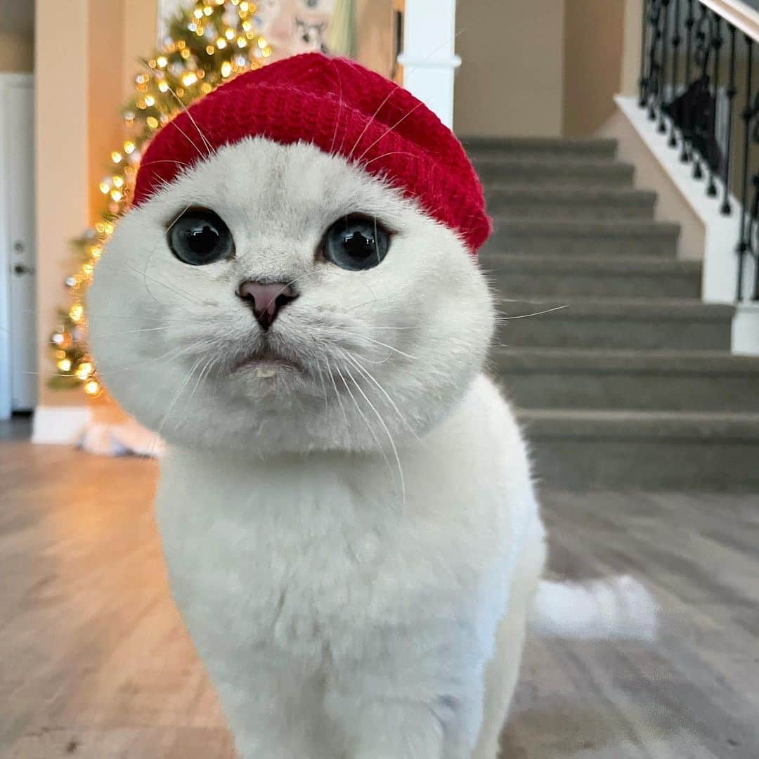 ミスター・ホワイトさんのインスタグラム写真 - (ミスター・ホワイトInstagram)「All I want for Christmas is you ❤️」11月14日 11時53分 - white_coffee_cat