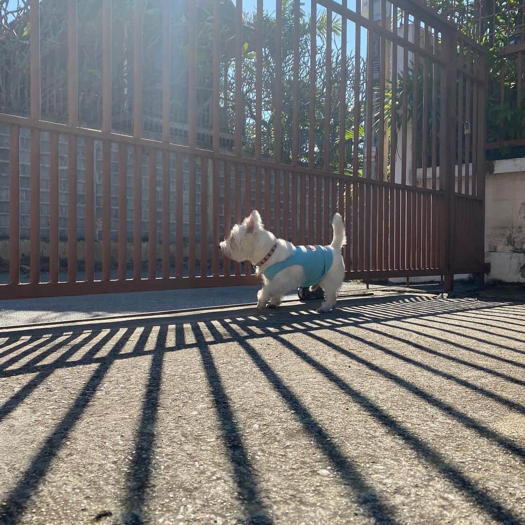 Hoykong&Plamuekのインスタグラム：「Nice weather today  #plamuek_westies」