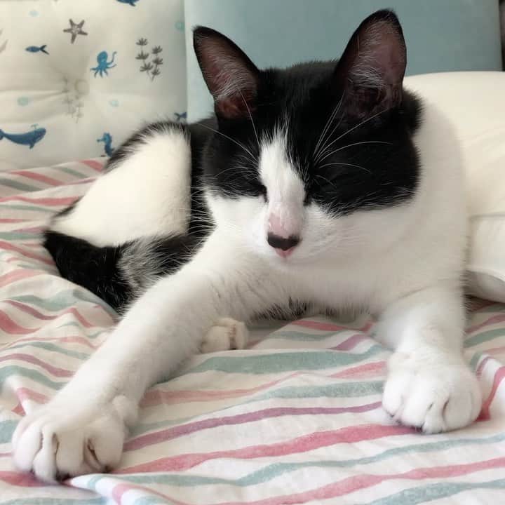 ぽんずのインスタグラム：「眠気と闘うぽんず ※動画です  #ねこ#猫#cat#猫好き#親バカ#はちわれ#ハチワレ#はちわれ猫#ハチワレ猫#白黒猫部#にゃんすたぐらむ#ilovecat#猫大好き#うちの猫自慢#白黒猫 #我が家のぽんずくん #ちゅーちゅー妖怪」